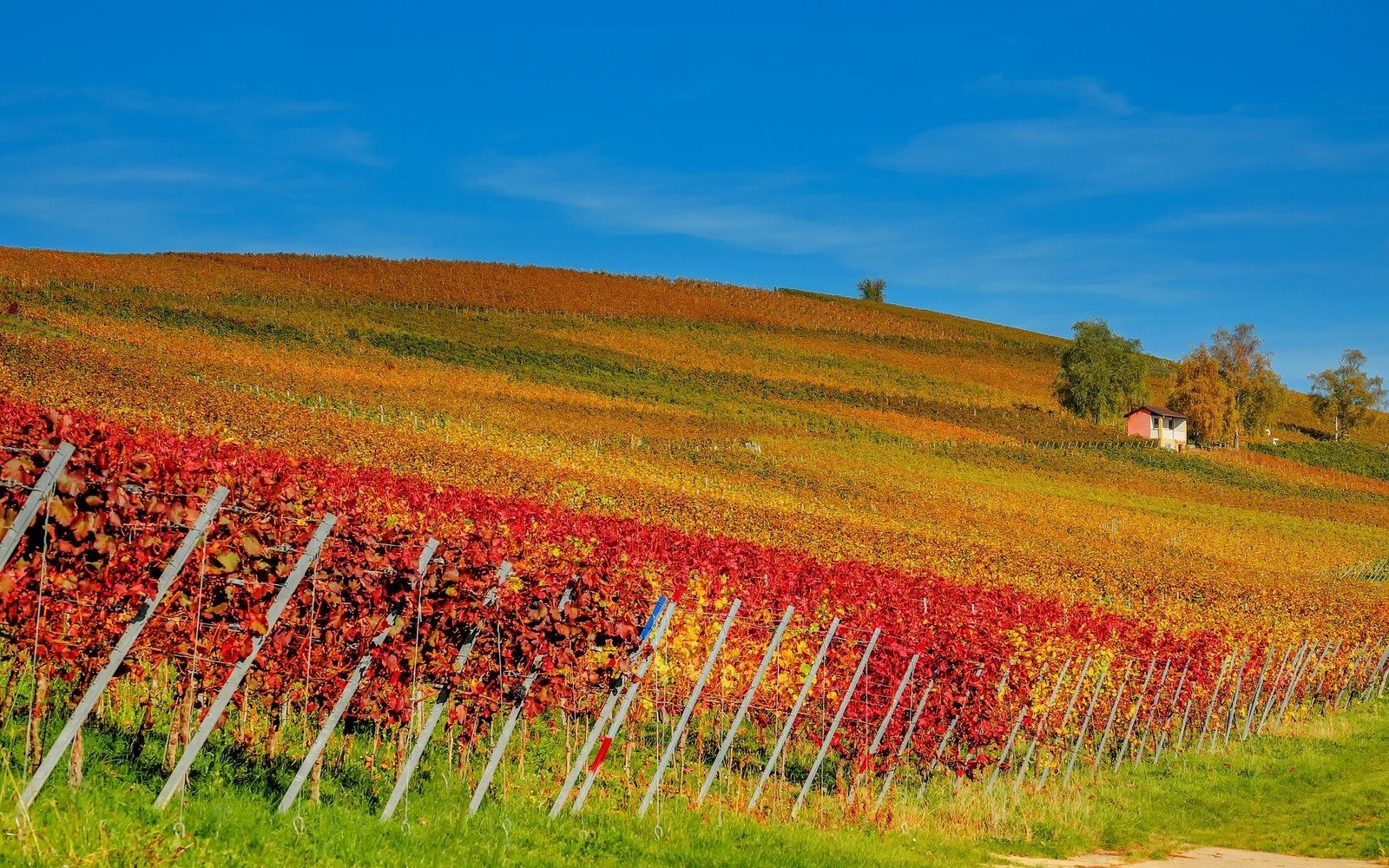colline vignes