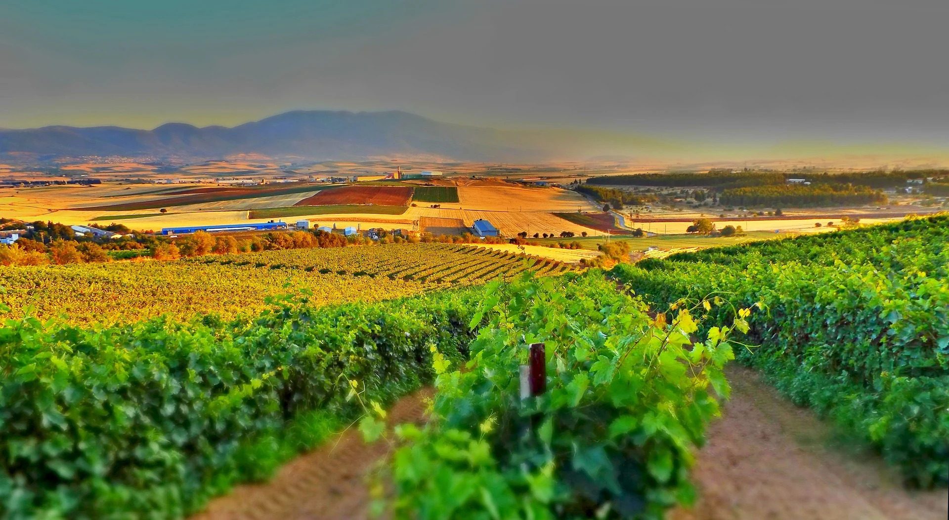domaine viticole