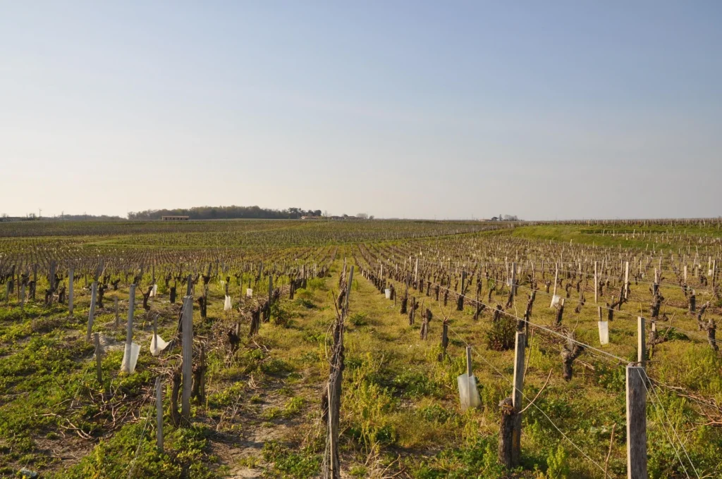 Vignoble Bordeaux