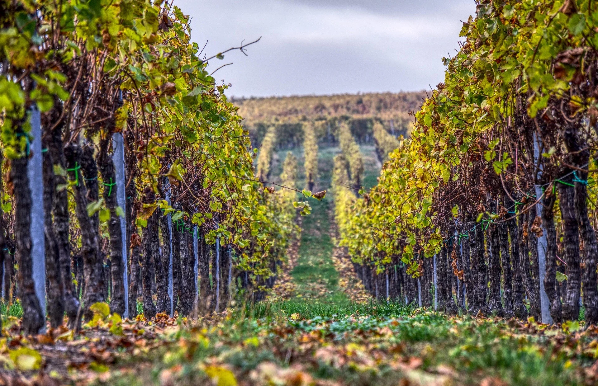 Vignoble sol Champagne